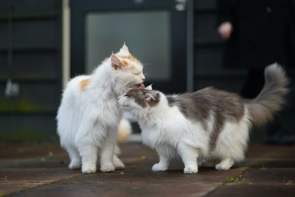 Why-do-the-cats-groom